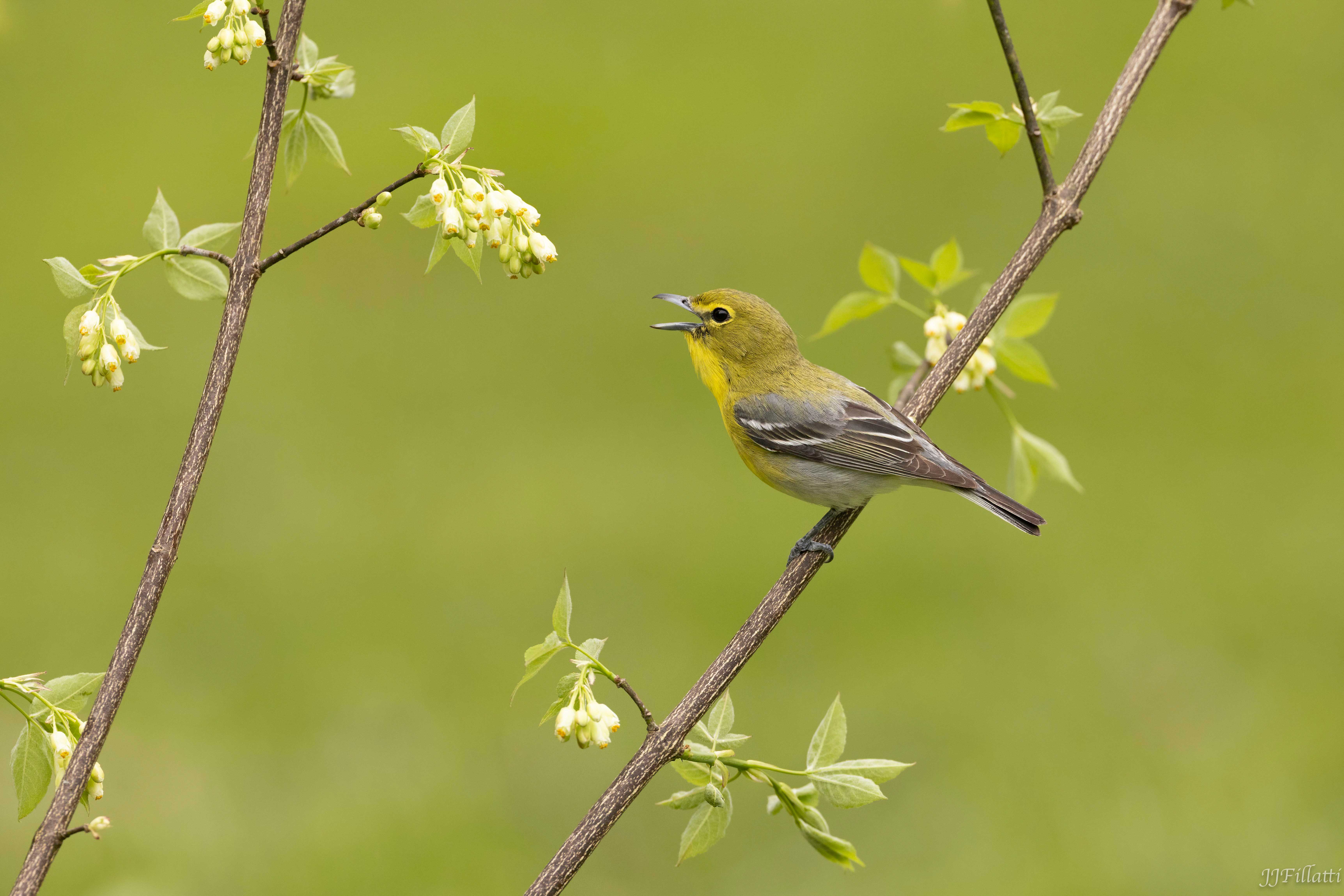 bird of Ohio image 2